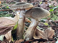 Armillaria