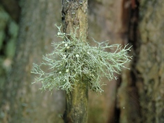 Ramalina vogulica