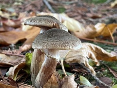 Armillaria