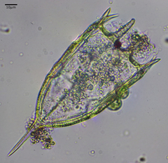 Keratella cochlearis