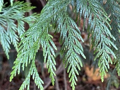 Thuja plicata