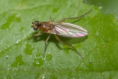Lonchoptera bifurcata
