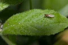 Lonchoptera bifurcata