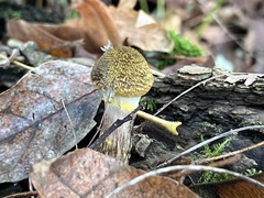 Armillaria