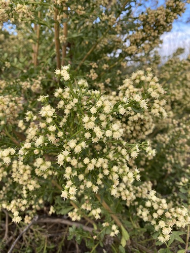 iNaturalist observation photo of coyote brush