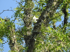 Cephisus siccifolius