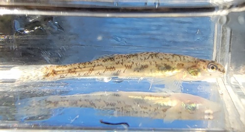 Bluntnose darter (Etheostoma chlorosomum) — Percidae — 5