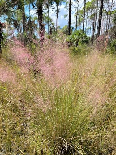 Gulfhairawn muhly (Muhlenbergia sericea)