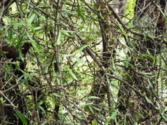 Forestiera angustifolia