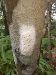 Pyrops watanabei