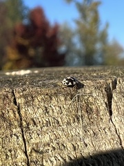 Psyllobora vigintimaculata