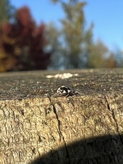 Psyllobora vigintimaculata