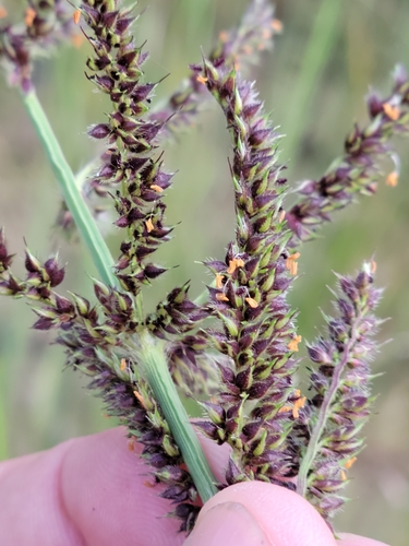 Image of Echinochloa paludigena by (c) Jay Horn, some rights reserved (CC BY)