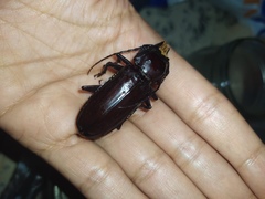 Hovorodon bituberculatus