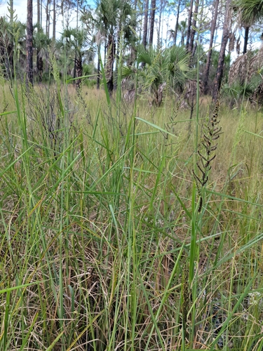Image of Echinochloa paludigena by (c) Jay Horn, some rights reserved (CC BY)