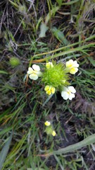 Castilleja rubicundula lithospermoides