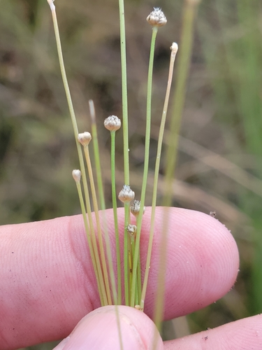 Image of Eriocaulon ravenelii by (c) Jay Horn, some rights reserved (CC BY)