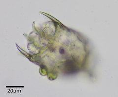 Keratella cochlearis