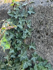 Hedera