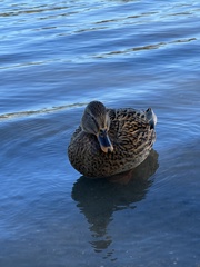 Anas platyrhynchos