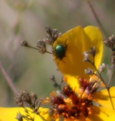 Leptinotarsa haldemani