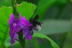 Bombus volucelloides