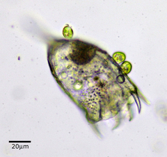 Keratella cochlearis