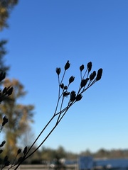 Angiospermae