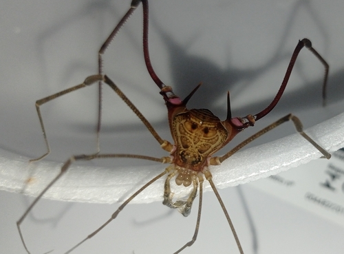 Goniosoma unicolor · NaturaLista Colombia