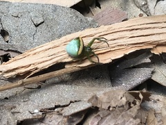 Araneus cyrtarachnoides