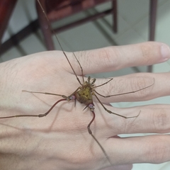 Goniosoma unicolor