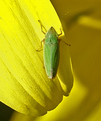 Draeculacephala minerva