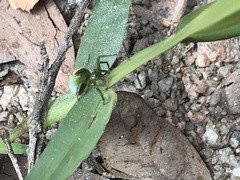 Araneus cyrtarachnoides