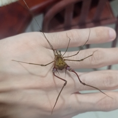 Goniosoma unicolor