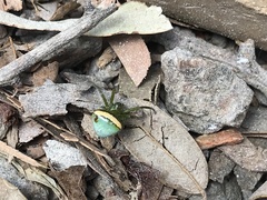 Araneus cyrtarachnoides