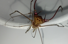 Goniosoma unicolor