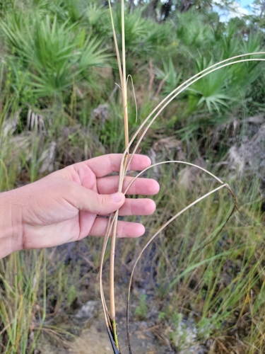 Image of Paspalum monostachyum by (c) Jay Horn, some rights reserved (CC BY)