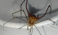 Goniosoma unicolor
