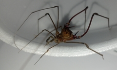 Goniosoma unicolor