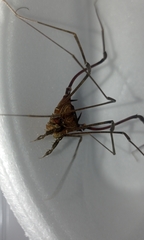 Goniosoma unicolor