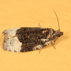 Apotomis funerea