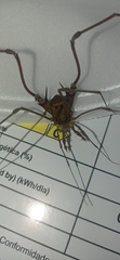 Goniosoma unicolor
