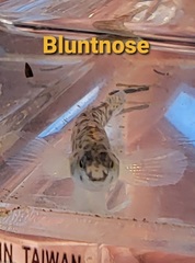 Etheostoma chlorosoma