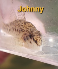 Etheostoma chlorosoma