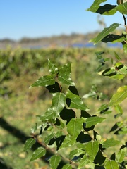 Magnoliopsida