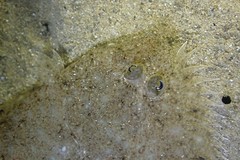 Pseudorhombus jenynsii