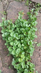Dichondra donelliana