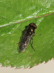 Platycheirus albimanus