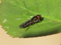 Platycheirus albimanus