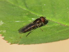 Platycheirus albimanus